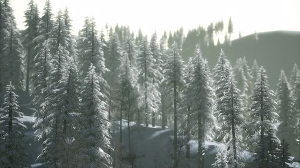 Aerial View of Forest During Cold Winter Morning