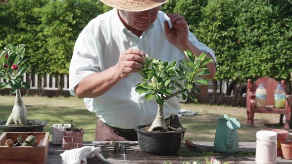 Asian retirement grandfather watering the plants after changing soil and pot at the garden home