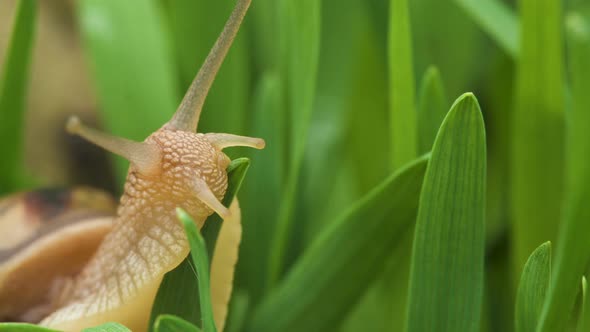 Snail Crawls Along Green Grass