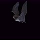 Bat Flying Loop 4K - VideoHive Item for Sale