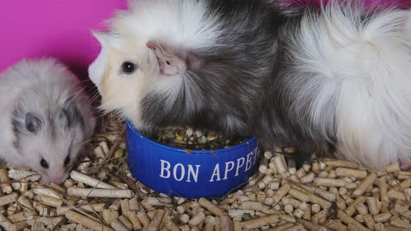 hamster and guinea pig sit in a cage and eat from a bowl, guinea pig and hamster friendship