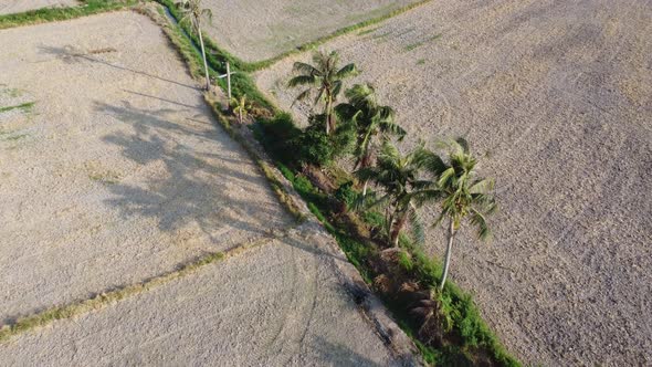 Aerial view coconut in row