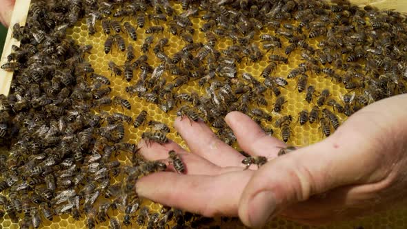 Beekeeper Examines Bees in Honeycombs