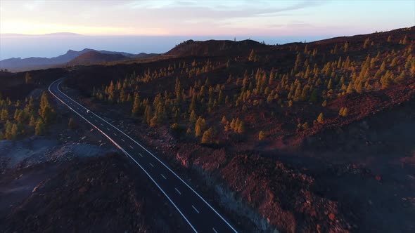 Pine Forest Road At Sunset 4