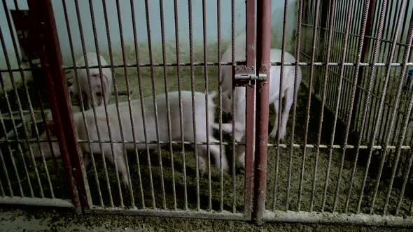 Pigs in the Cage at Animal Farm