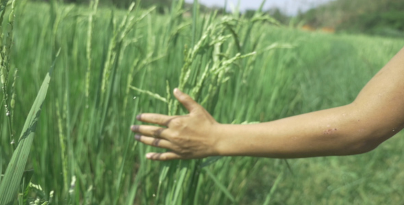 Hand Kid Touch In Wheat Field alt
