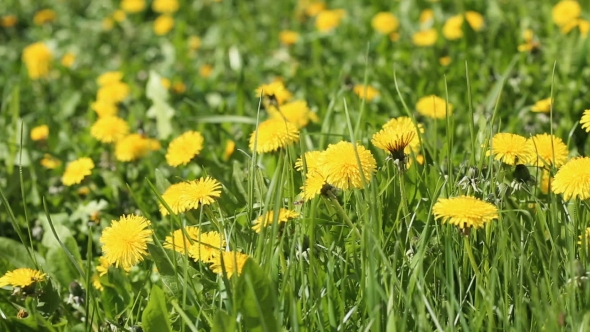 Spring Field With Yellow Dandelion Flowers