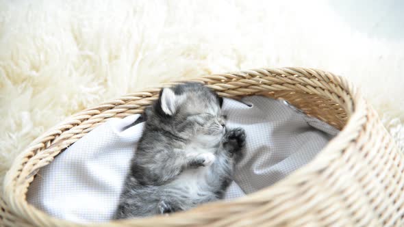 Cute Tabby Kitten Sleeping In A Basket