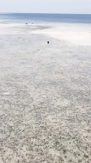 Vertical Video of Low Tide in the Ocean Near the Coast of Zanzibar Tanzania