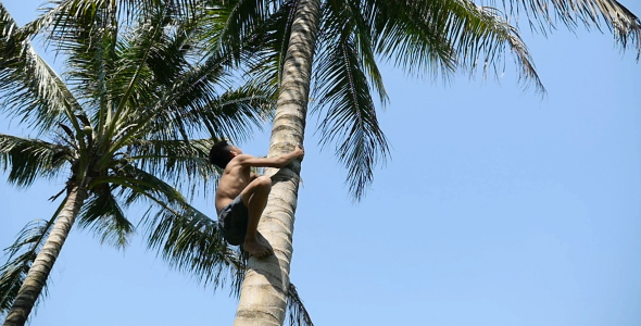 Young Boy Climbing Coconut Tree