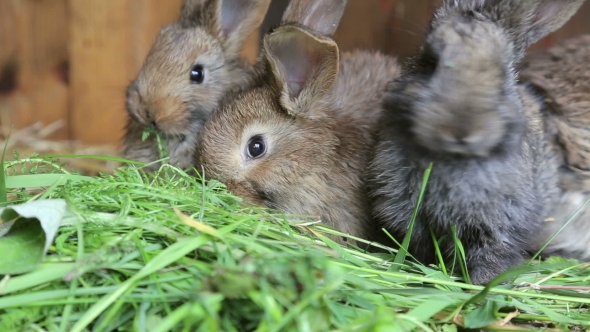 Bunnies In Hutch Eating Fresh Grass