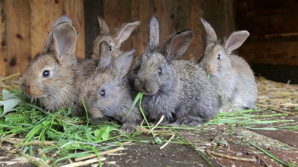 Rabbits Sitting In Cage And Eating Fresh Grass