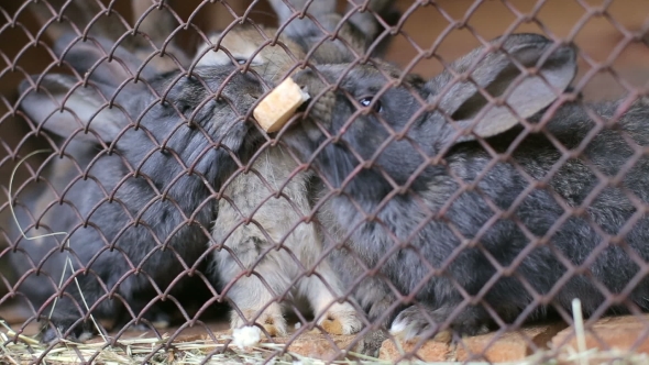 Man Is Feeding Rabbits In a Hutch With Bread