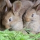Bunnies In Hutch Eating Fresh Grass - VideoHive Item for Sale