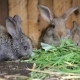 Rabbits Sitting In Cage And Eating Fresh Grass - VideoHive Item for Sale