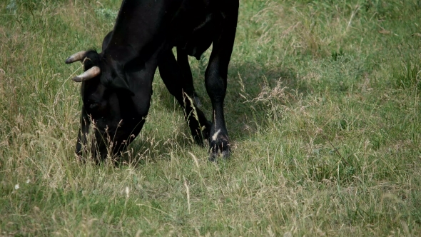 Cow In a Meadow