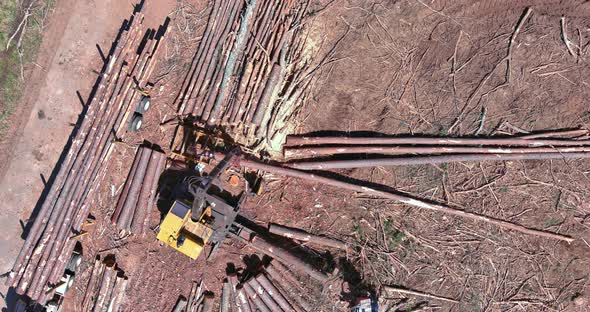 Loader Loads Logs at Grapple During Clearing Land the Deforestation Forest for New Development