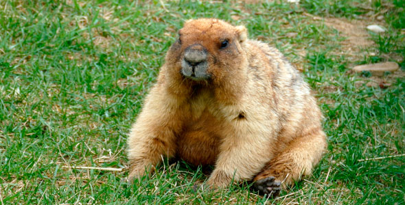 Marmot