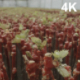 Panorama Of The Grape Seedlings In The Greenhouse - VideoHive Item for Sale