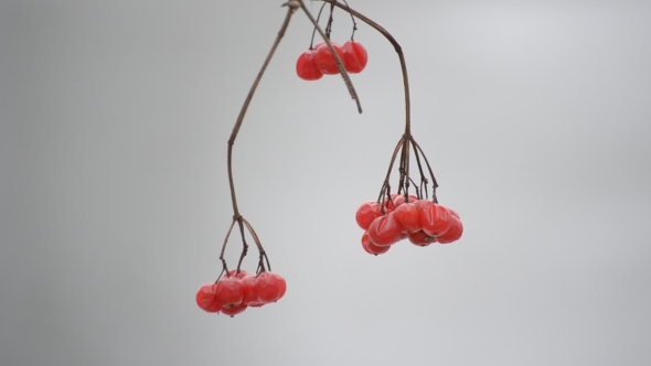 Ripe Red Viburnum Berries On Blurred Background