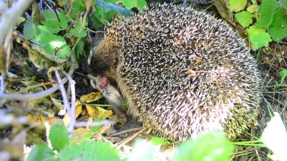 Hedgehog Eats a Bird In The Wild