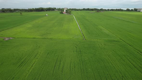 The Paddy Rice Fields of Kedah and Perlis, Malaysia