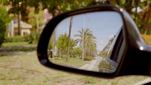 Road Lined With Tropical Palm Trees