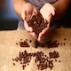 Sorting Coffee Beans - VideoHive Item for Sale