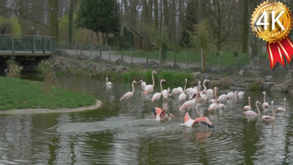 Group of Pink Flamingos Swimming in a Pond in the