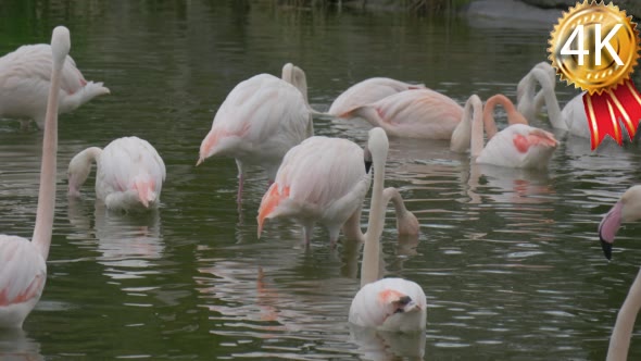 Group of Flamingos Resting in the Lake in Summer