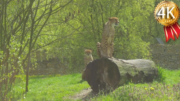 Two African Leopards Sit in Waiting in the Zoo