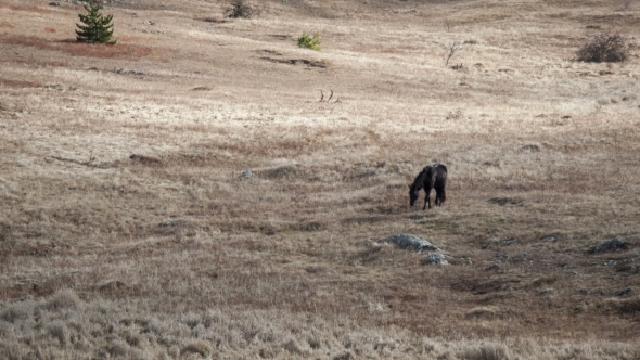 Horse Grazing In a Field