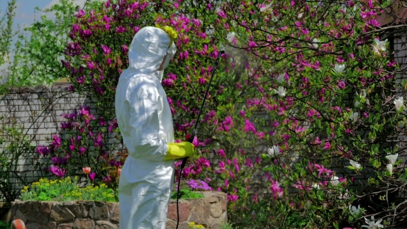 Man Fertilizing The Blossom Tree