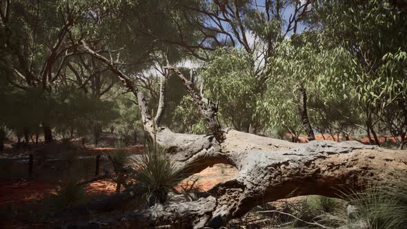 Red Sand Bush with Trees