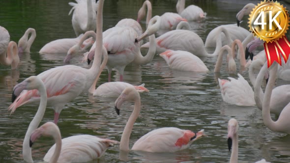 Group of Pink Flamingos Feed in Water in the