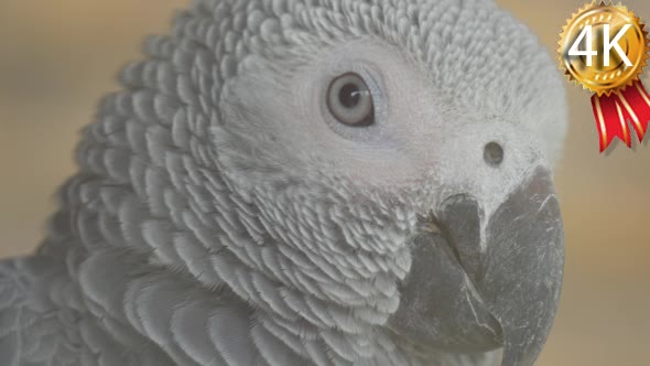 Close Front View of an African Grey Parrot's Head