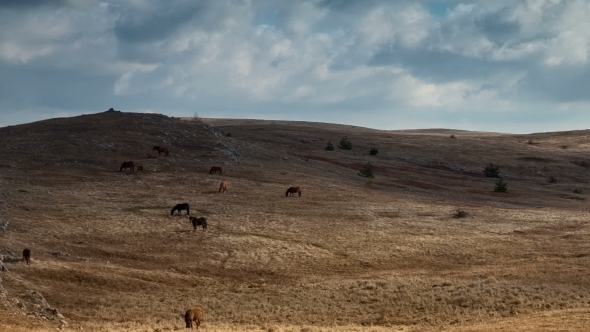 Horses Grazing In a Field
