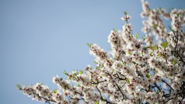 Flowering Almond Tree 