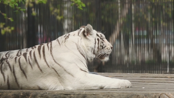 White Tigress In ZOO