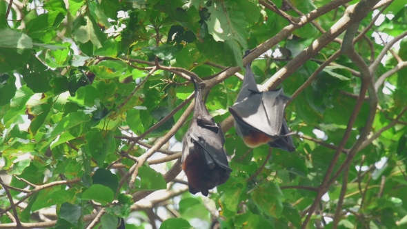 Flying Fox Hangs On a Tree Branch And Washes