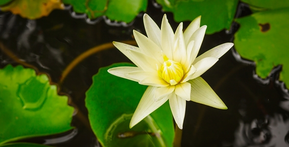 Lotus Blossoming