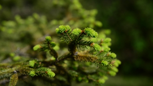Fir Tree In Early Spring With Young Needles