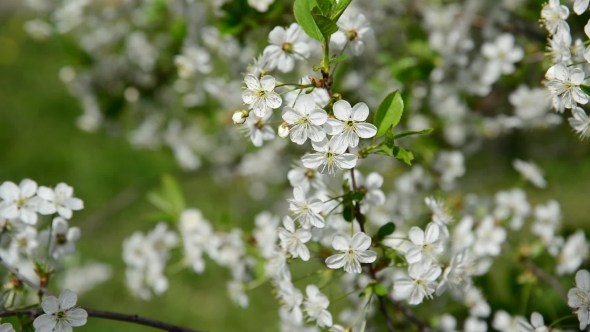 Spring Cherry Blossoms 