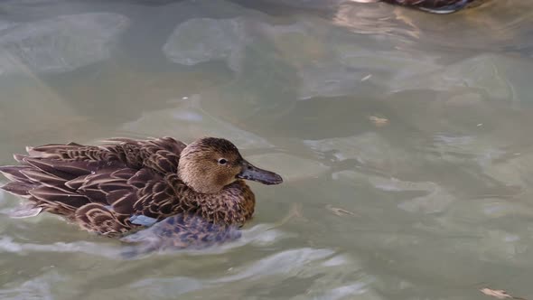Female mallard duck (anas platyrhynchos) swimming