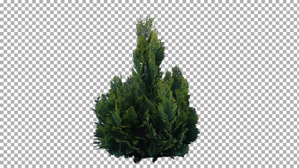 Real Coniferous Plant Isolated 7