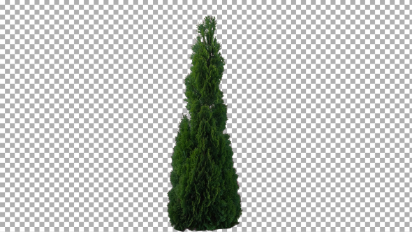 Real Coniferous Plant Isolated 8