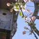 The Closer Look of the Wooden Birds Nest on the Apple Tree - VideoHive Item for Sale