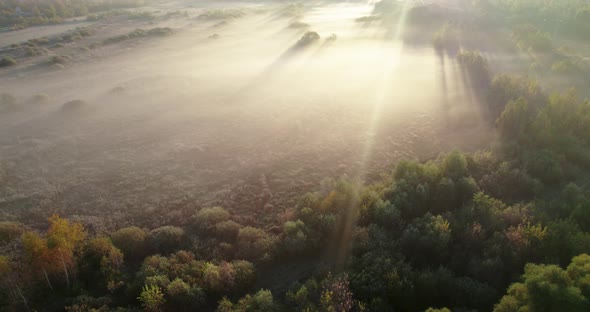 Morning Fog Over a Field with Bushes at Dawn