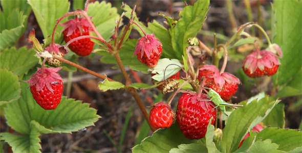 Wild Strawberry