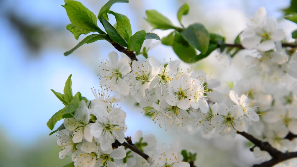 Large Flowers On Plum Tree In Spring